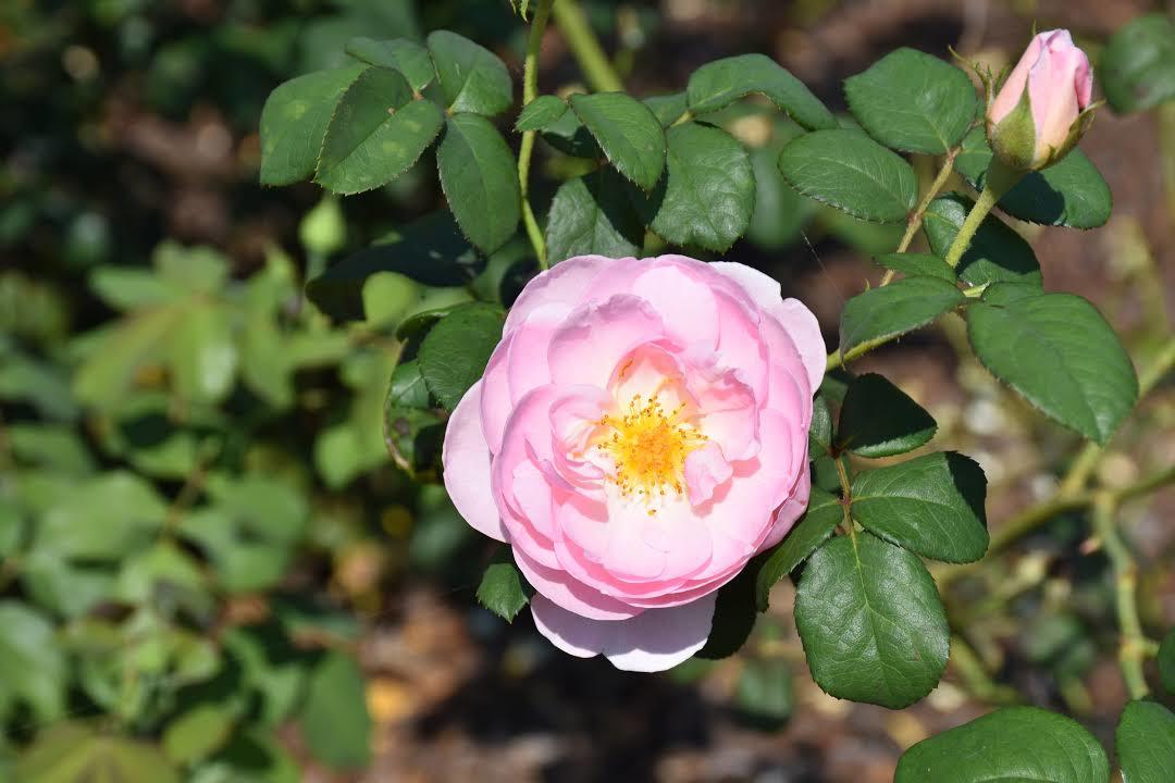 JC Raulston Arboretum